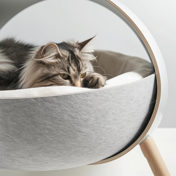 For Cats