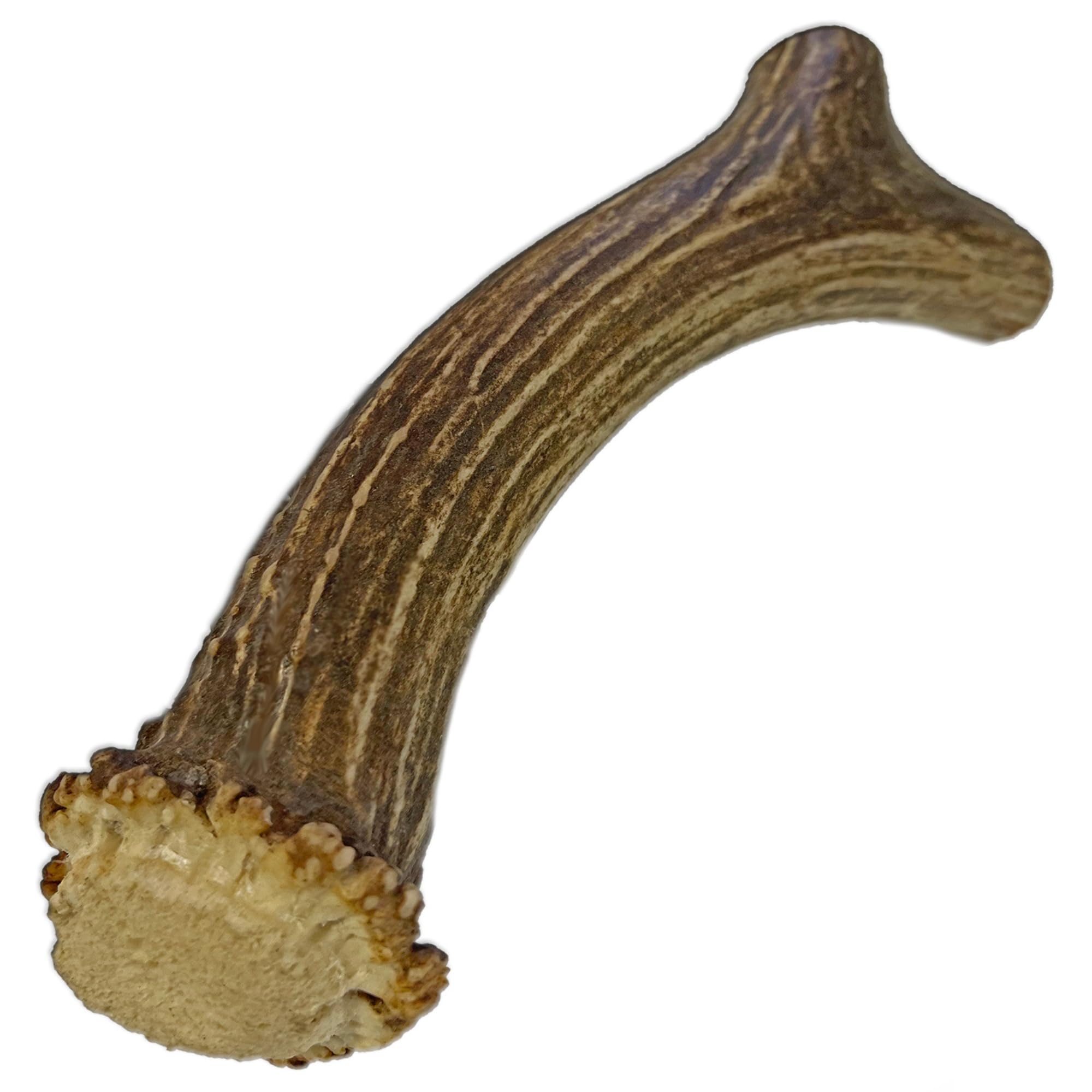 Deer Antlers