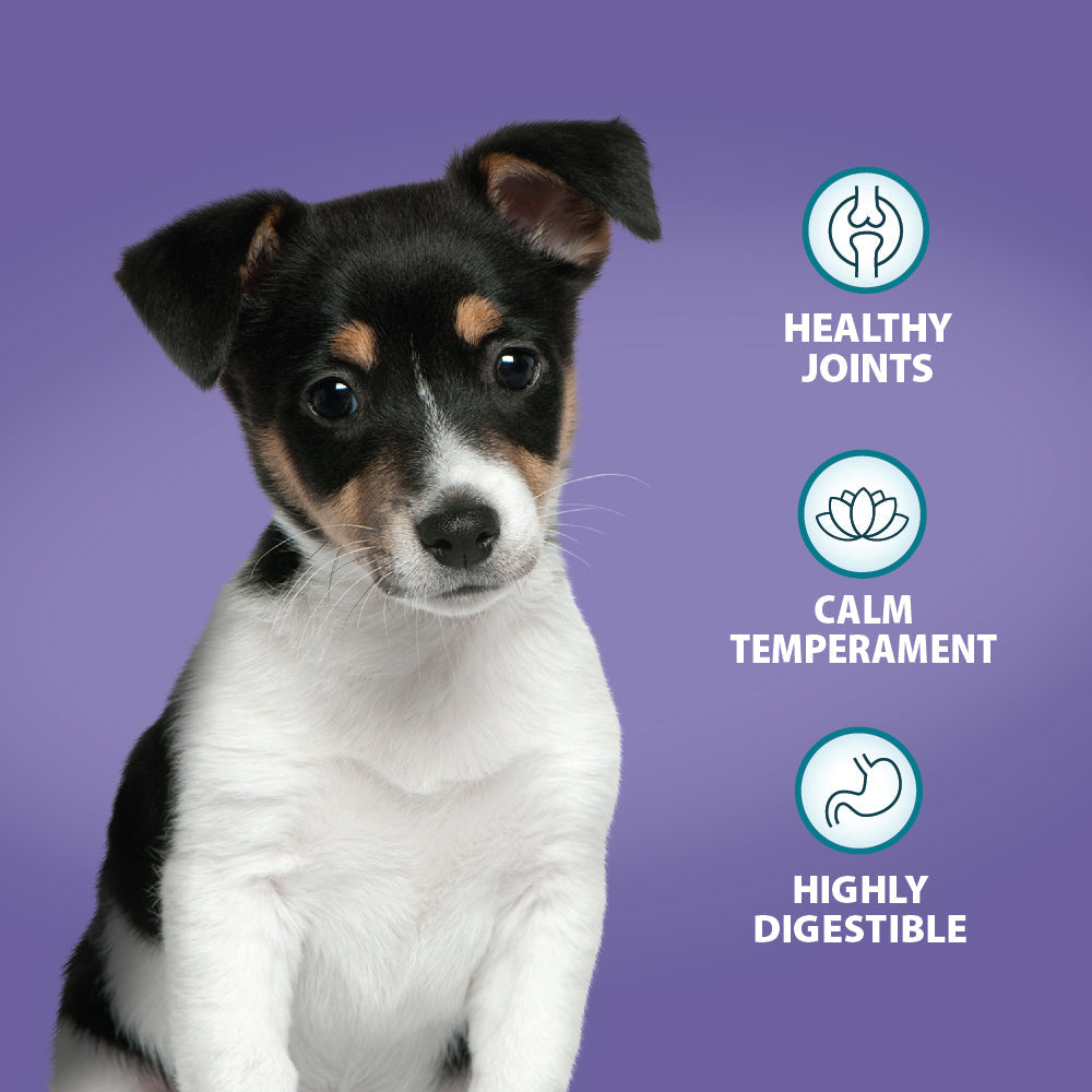 Burns Original Puppy Mini Chicken & Rice