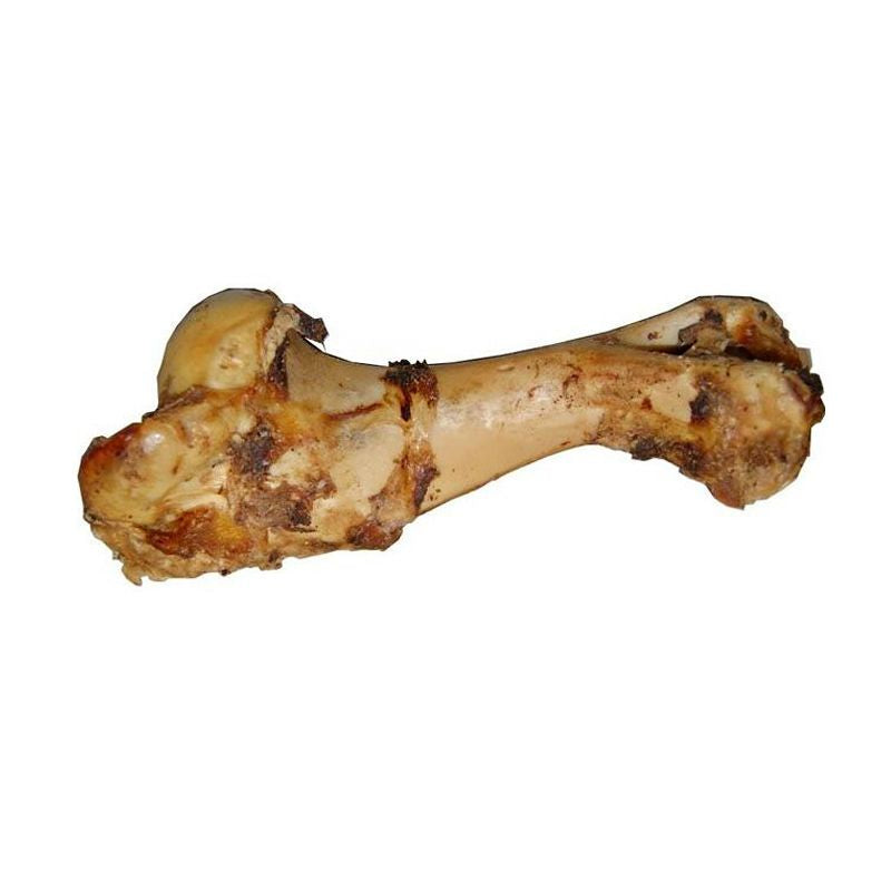 Jurassic Bone