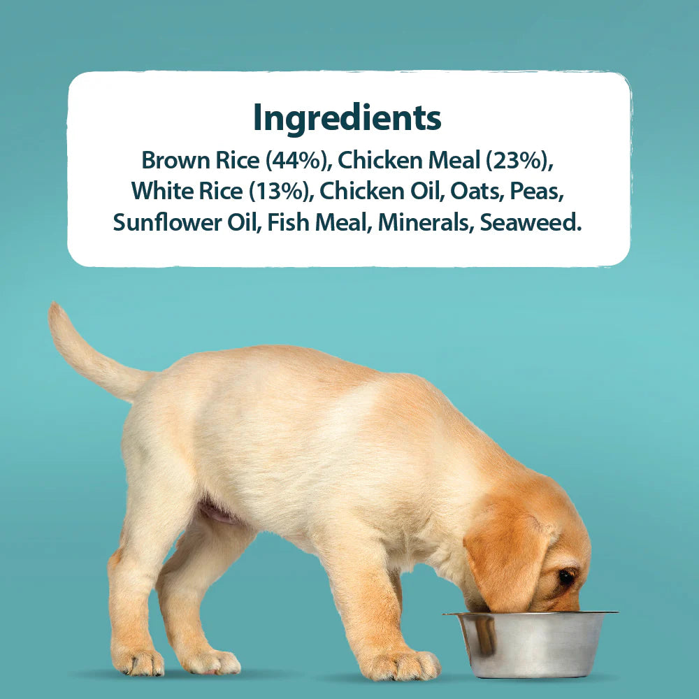 Burns Original Puppy Mini Chicken & Rice