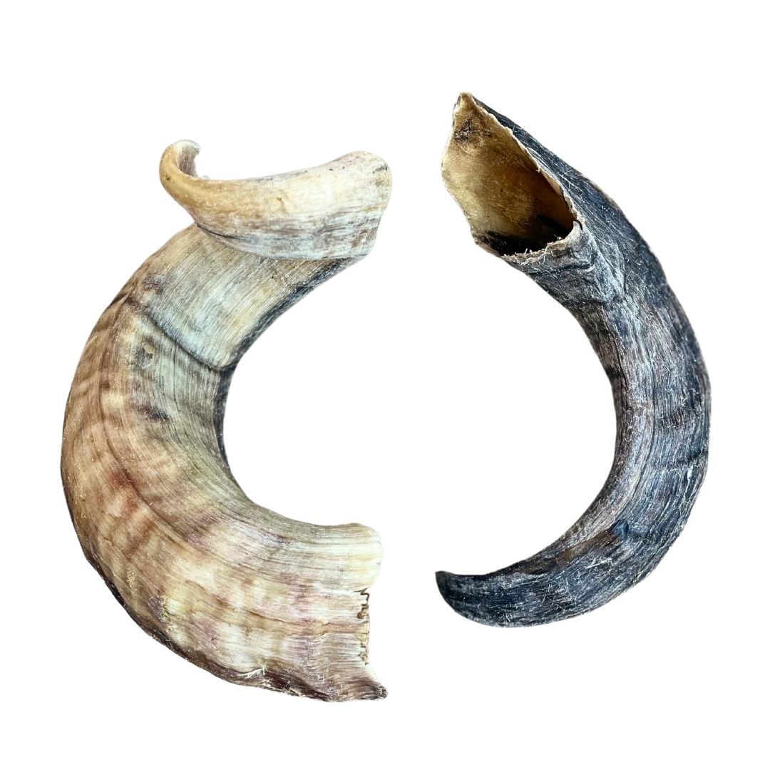 Lamb Horns