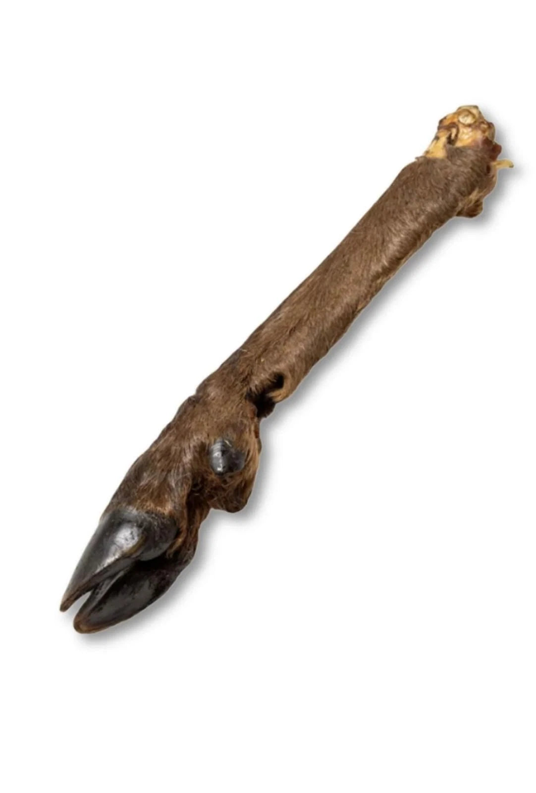 Venison Leg With Hair