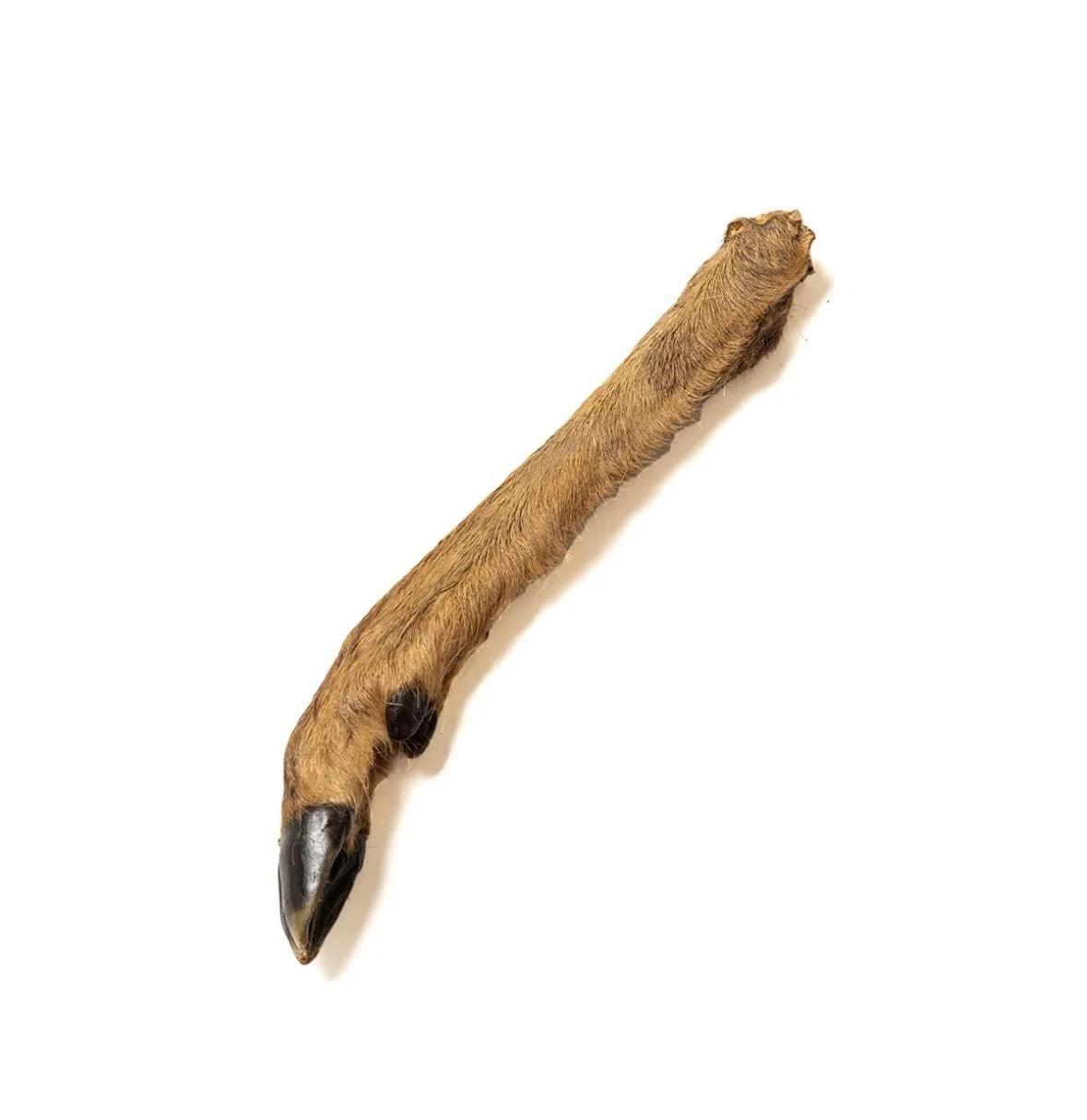 Venison Leg With Hair